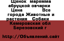 Щенок  маремма абруцкой овчарки › Цена ­ 50 000 - Все города Животные и растения » Собаки   . Кемеровская обл.,Березовский г.